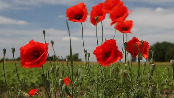 Poppy bloemen tegen de blauwe hemel / zomer weide — Stockvideo