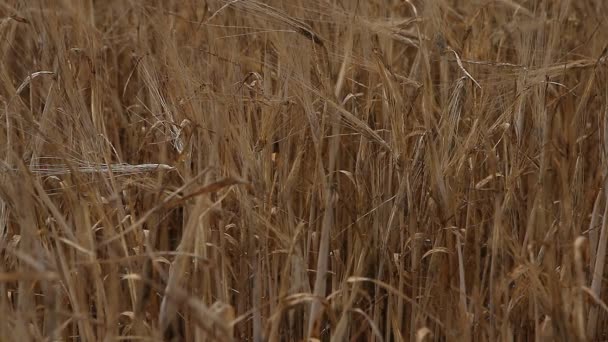 Pole plon ziarna pszenicy na słoneczny dzień — Wideo stockowe