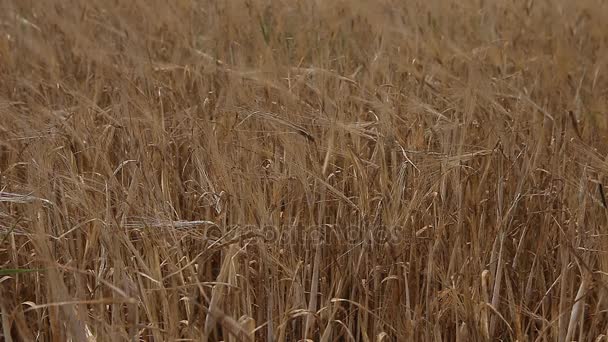 Campo de cultivo de trigo en un día soleado — Vídeos de Stock