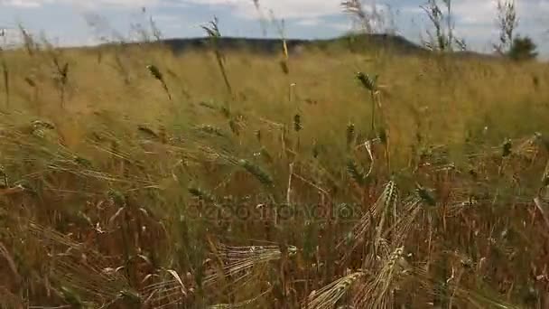 Búza gabona növény mező, egy napsütéses napon — Stock videók