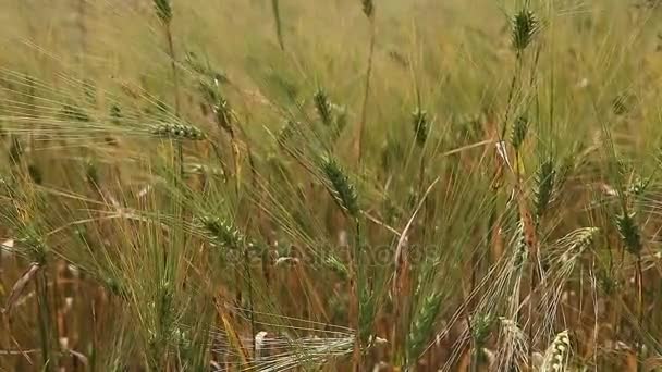 Búza gabona növény mező, egy napsütéses napon — Stock videók