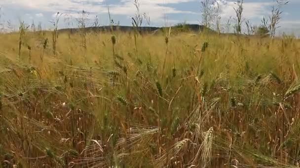 Campo de cultivo de trigo en un día soleado — Vídeo de stock