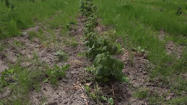 Sprouts of raspberry in the field — Stock Video