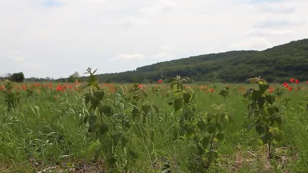 Spruiten van de framboos op het gebied — Stockvideo