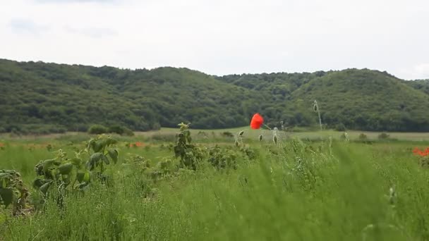 Sprouts of raspberry in the field — Stock Video