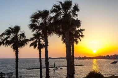 Gün batımında coean kıyısında palmiye ağaçları