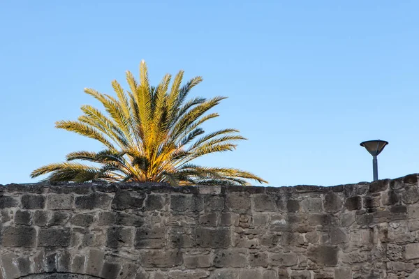 Palmeras en un parque —  Fotos de Stock