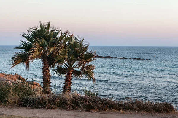 Palm trees on coean shore at sunset — Stock Photo, Image