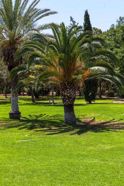 Пальмы в парке — стоковое фото