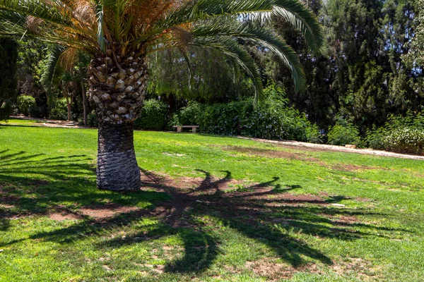 Palme in un parco — Foto Stock