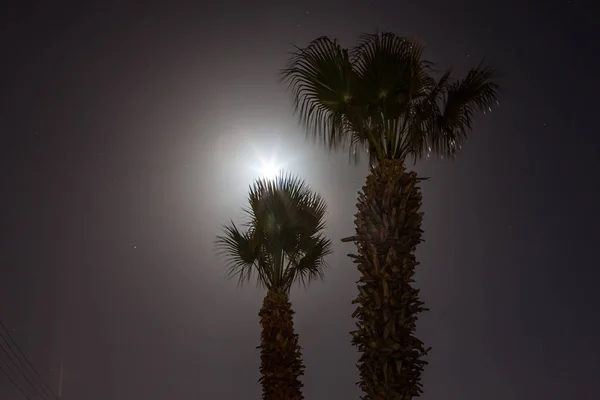 Tropische Palme bei Nacht — Stockfoto