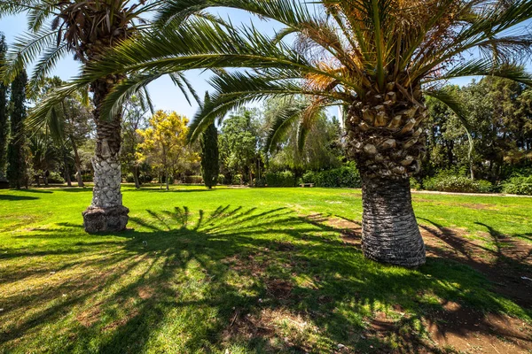 Palmy w parku — Zdjęcie stockowe