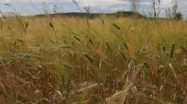 Buğday tahıl kırpma alanı güneşli bir günde