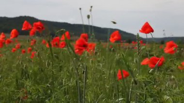 Mavi gökyüzü haşhaş çiçekleri