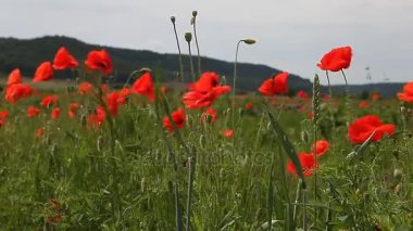 Mavi gökyüzü haşhaş çiçekleri
