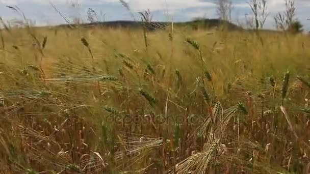 Campo de cultivo de trigo en un día soleado — Vídeo de stock