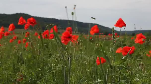 Poppy bloemen tegen de blauwe hemel — Stockvideo