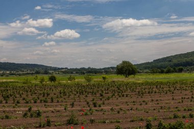 Ahududu alanında lahanası