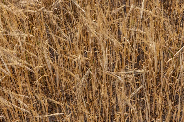 Vete korn gröda fält på en solig dag — Stockfoto