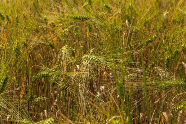 Pšeničné zrno plodiny pole za slunečného dne — Stock fotografie