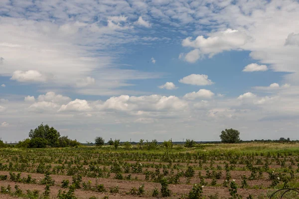 Himbeersprossen auf dem Feld — Stockfoto