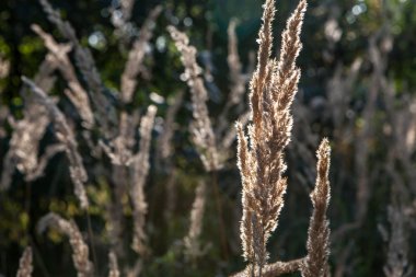 Güneş aydınlatma parlak kuru ot. Doğa arka plan.