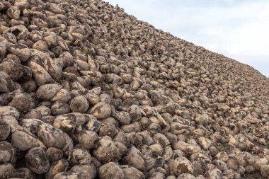 Şeker pancarı yığını