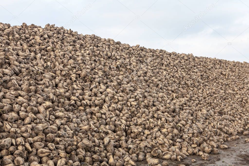 Pile of sugar beets