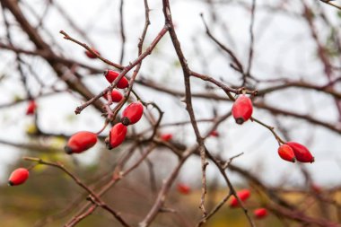 Olgun dogrose çilek Güz