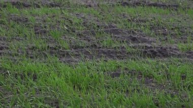 Ekili ve tarım alanı hazırlanan içinde kış bitki ekili