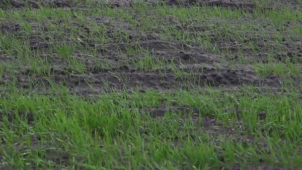Winter Crop Planted Cultivated Prepared Agricultural Field — Stock Video