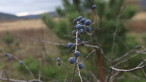 Prunus Spinosa Blackthorn Bush Lots Berries — Stock Video