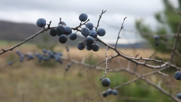 Prunus Spinosa Buisson Épine Noire Avec Beaucoup Baies — Video