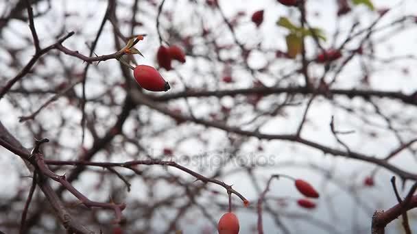 Bayas Maduras Escaramujo Otoño Contra Cielo — Vídeo de stock