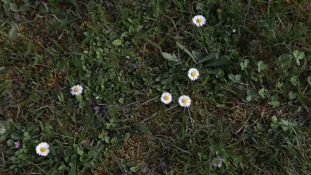 Mladá Dívka Sbíráme Květy Brzy Jaře Sedmikrásky Zeleném Trávníku — Stock video