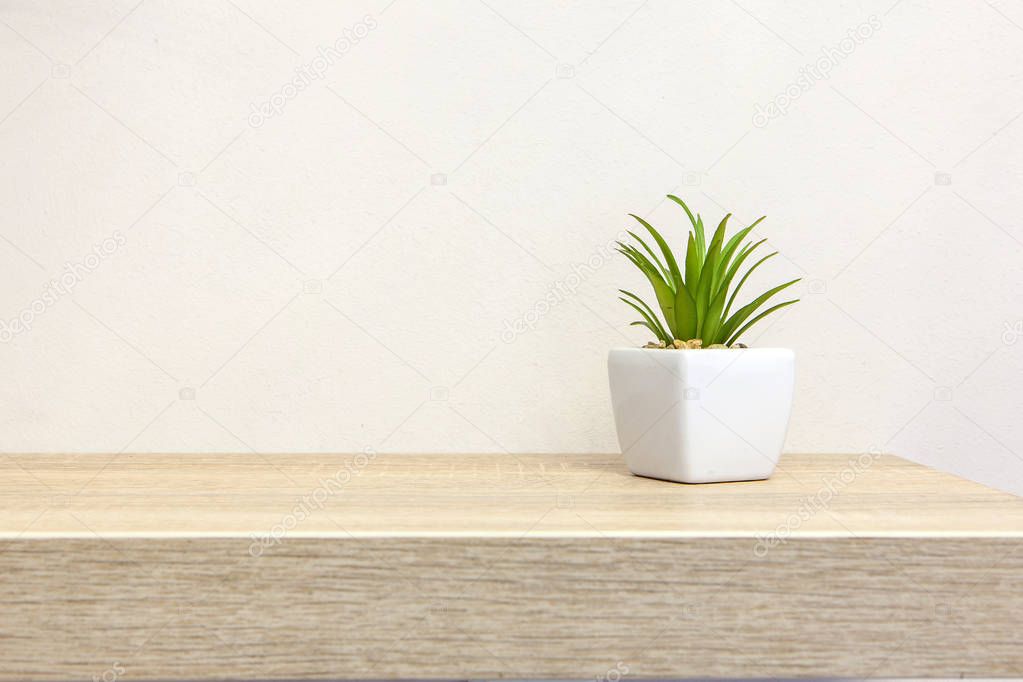 Succulent on book shelf with copyspace