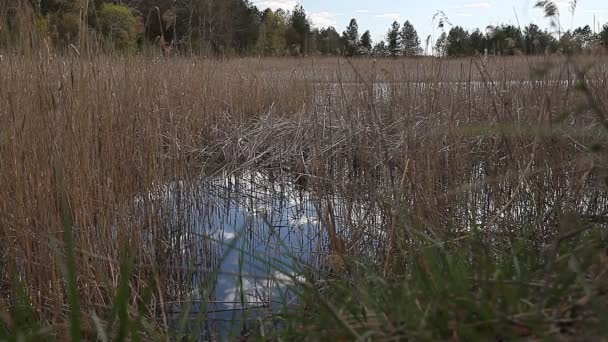 Emplacement Pêche Bord Lac Tache Par Une Belle Belle Journée — Video