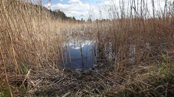 Miejsce Stronie Jeziora Połowów Miejsce Piękny Ładny Dzień Bulrush Zachmurzone — Wideo stockowe