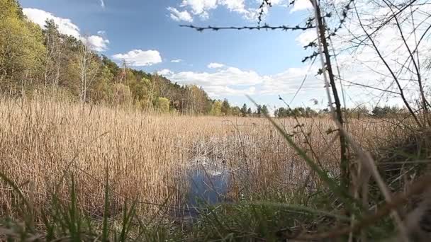 Emplacement de pêche au bord du lac tache par une belle belle journée avec scirpe et ciel nuageux 