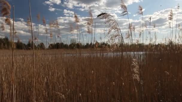 Озерне Місце Риболовлі Прекрасний День Розжареним Хмарним Небом — стокове відео