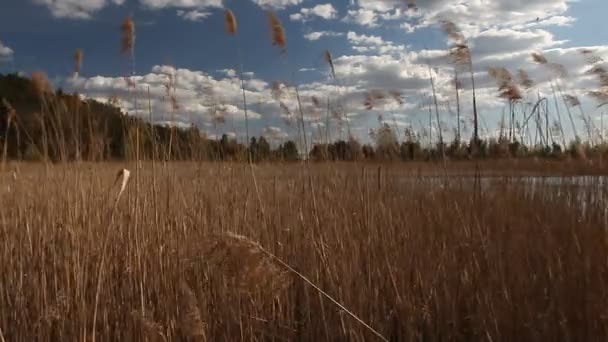 Lugar Pesca Junto Lago Hermoso Día Agradable Con Junco Cielos — Vídeo de stock