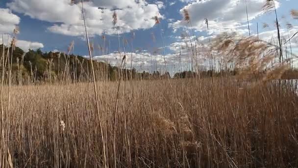 Miejsce Stronie Jeziora Połowów Miejsce Piękny Ładny Dzień Bulrush Zachmurzone — Wideo stockowe