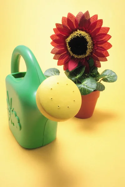 Sunflower Plant and Watering Can — Stock Photo, Image