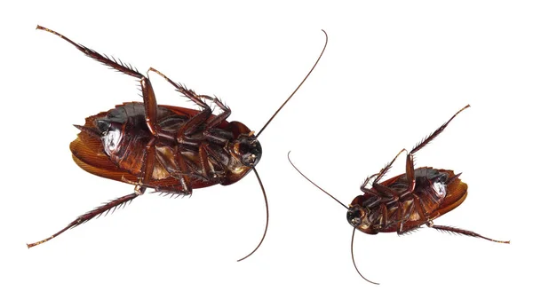 两个死蟑螂 — 图库照片