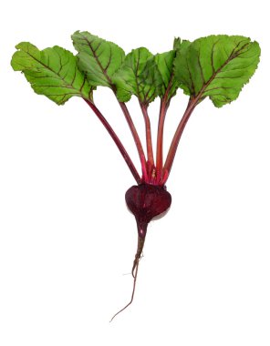 Taze çiğ beetroots