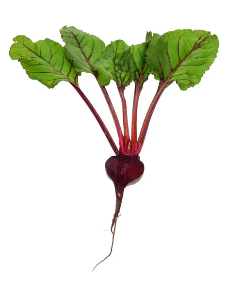 신선한 원시 beetroots — 스톡 사진