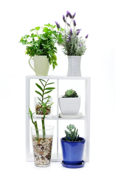 Plantas Internas Prateleira Madeira Com Fundo Branco — Fotografia de Stock