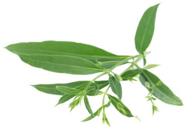 Ayurveda şifalı Chirata
