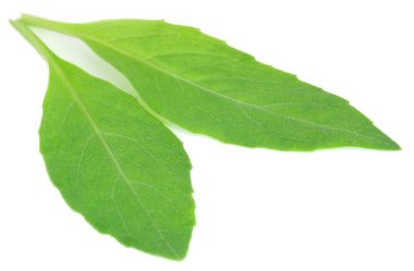 Uzun ömürlü ıspanak bilinen Gynura procumbens