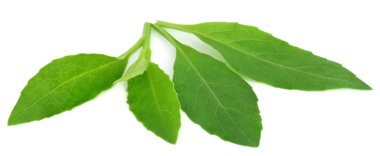 Uzun ömürlü ıspanak bilinen Gynura procumbens
